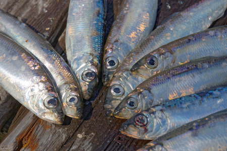 Group of newly catched baltic herring laying on the bridgeの写真素材