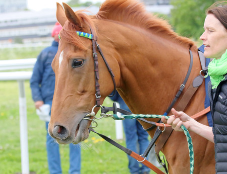 STOCKHOLM - JUNE 06: One race horse walking with a woman to the start at the Nationaldags Galoppen at Gardet. June 6, 2015 in Stockholmのeditorial素材