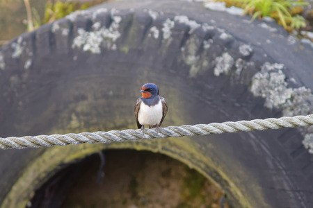 Barn swallow sitting on a rope in the harbor. Old tyre in the background Latin name: Hirundo rusticaの写真素材