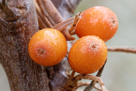 Closeup of three sea buckthorn on a branchの写真素材