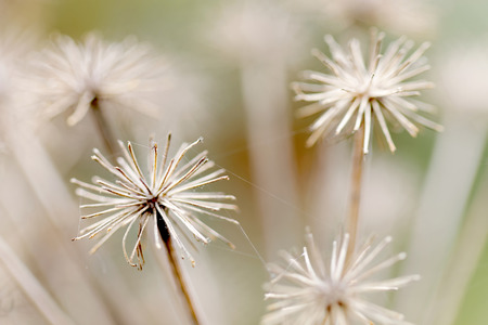 Closeup of branches of old angelica, short depth of focusの写真素材