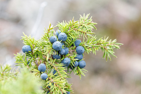 Closeup of a branch of juniper berriy and green needleの写真素材