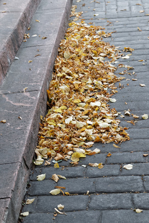 Yellow leafs on the streetの写真素材