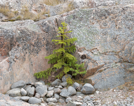 Little spruce close to a big rockの写真素材
