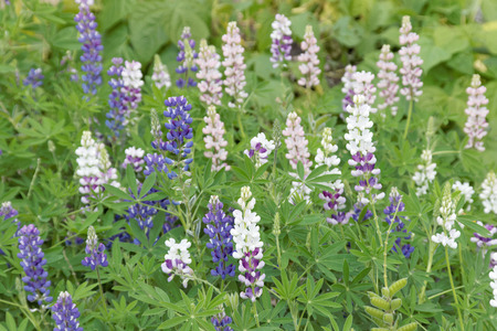 Lots of blue and white lupinesの写真素材
