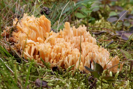 Closeup of a yellow clavaria mushroom and mossの写真素材