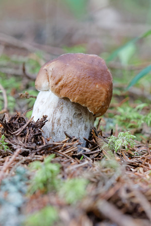 Closeup of a penny bun mushroom in the moss in the forestの写真素材
