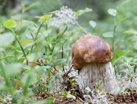 Closeup of a penny bun mushroom in the moss and bilberry sprigs in the backgroundの写真素材