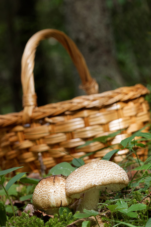 Mushroom basket behind Agaricus augustus mushroom in the mossの写真素材