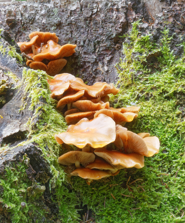 Closeup of Velvet foot mushroom (lat Flammulina velutipes) growing on a treeの写真素材