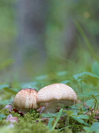 Closeup of a Agaricus augustus mushroom in the mossのeditorial素材