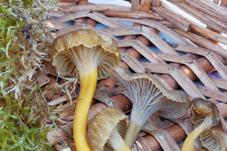 Closeup of group of funnel chanterelle in a basketの写真素材