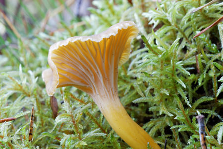 Closeup of one funnel chanterelle in green moss, short depth of focusの写真素材