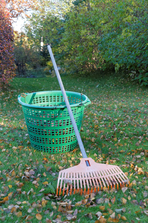 Rake and leaf green basket on a lawn full of leafsの写真素材