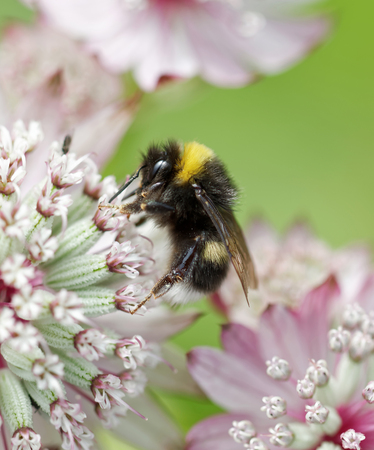 Bumle bee eating from a pink flower.
The background is green and pink.の写真素材