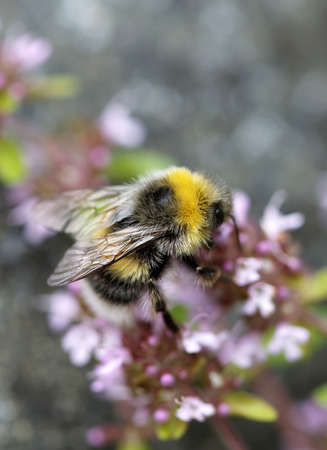 Bumle bee eating from a pink flower.
The background is gray, pink and green.の写真素材