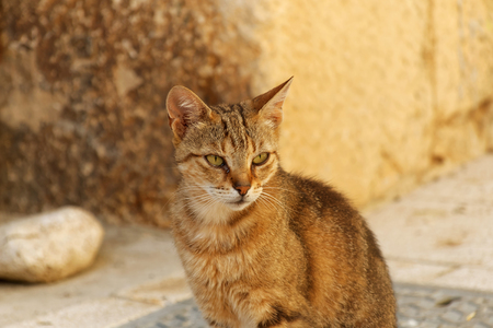 Yellow cat with green eyes in front of a brown wall in an ancient cityの写真素材
