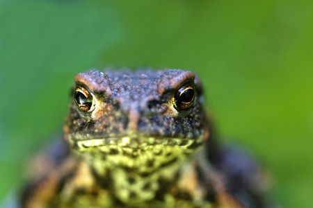 Close up of a baby frog sitting on a bright green leaf of a water lilly. Very short depth of focus, only the eyes in focus.の写真素材