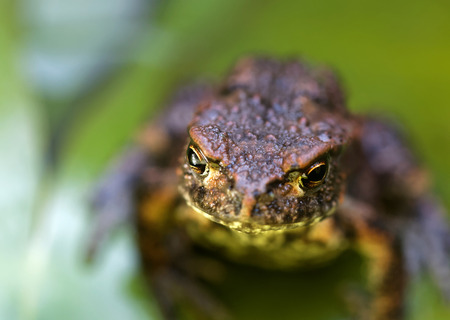 Baby frog sitting on a bright green leaf of a water lilly. Very short depth of focus, only the eyes...