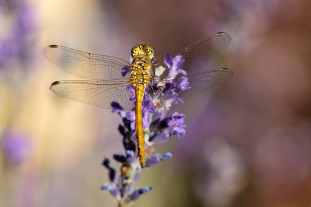 Yellow dragonfly sitting on a violet flower. Latin name: Pantala flavescens Fabriciusの写真素材