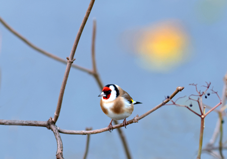 Goldfinch sitting on a branch, blue sky and the morning sun in the backgroundの写真素材
