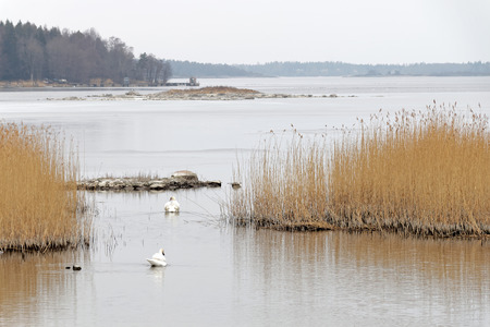 Archipelago in peaceful morning light, two swans and reed straw during the springの写真素材