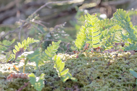 Bright green fern in the moss, the first morning light a sunny day in springの写真素材
