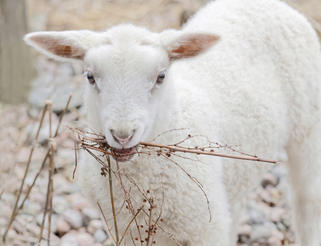 Beautiful newborn white lamb chewing on a plant
