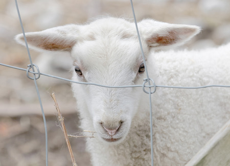 Beautiful newborn white lamb chewing on a strawの写真素材