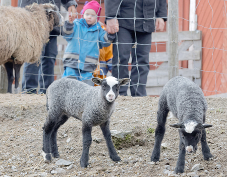 STOCKHOLM, SWEDEN - MAR 20, 2016: Cute lambs and a family watching them at Oeverjarva Gard, Mars 20, 2016, Stockholm, Swedenのeditorial素材