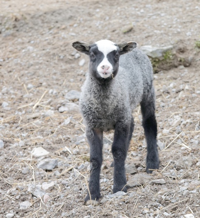 Beautiful newborn black lamb looking straight forwardの写真素材