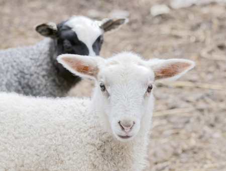 Beautiful newborn white lamb and a black lamp in the background looking straight forwardの写真素材
