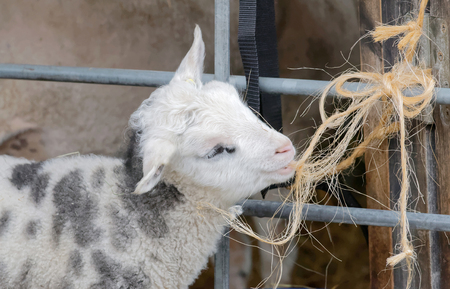 Beautiful newborn white lamb chewing on a stringの写真素材