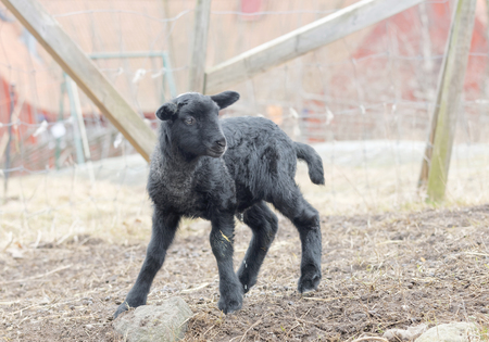 Beautiful newborn black lamb lin the pasture, fence and a barn in the backgroundの写真素材