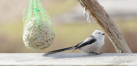Long tailed tit bird sitting on a branch eating bird feedの写真素材