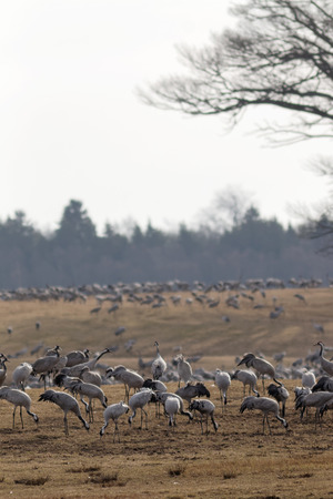 Houndreds of crane birds in the morning light, eating and resting a few days at Hornborgarsjon, Sweden, before flying to the north of Sweden. Trees in the backgroundの写真素材