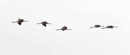 Silhouette of five flying crane bird in the early morning lightの写真素材