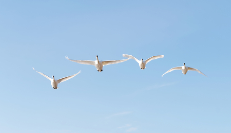 Four mute swans flying in a formation, front viewの写真素材