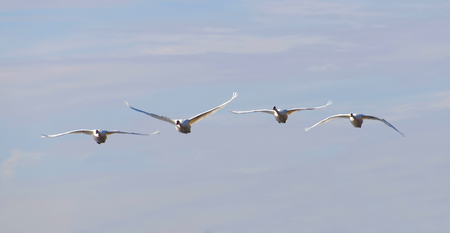 Four mute swans flying in a formation, front viewの写真素材