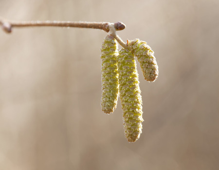 Hazel catkin closeup in morning lightの写真素材