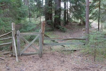 Rural wooden gate and fence in the spruce and pine forest. A path leading into the forestの写真素材