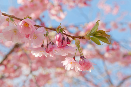 Closeup of a branch of pink cherry bloom in morning light (latin: Cerasus). Short depth of focusの写真素材