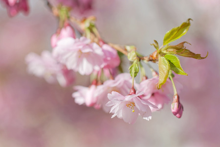 Closeup of a branch of pink cherry bloom in morning light (latin: Cerasus). Short depth of focusの写真素材