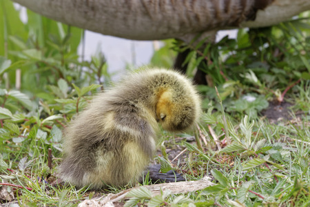 Cute canada goose baby fixing the feathers and the mother stand behindの写真素材