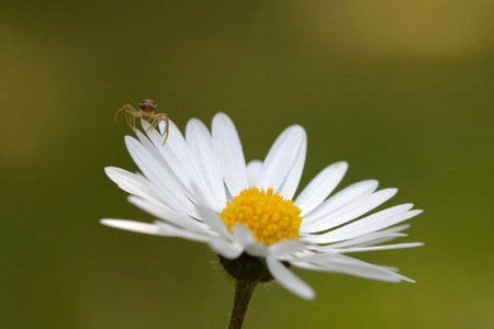 Small spider climbing on a daisy flower, green background. Short depth of focusの写真素材