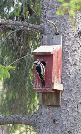Woodpecker sitting on a red bird house trying to get the eggs insideの写真素材