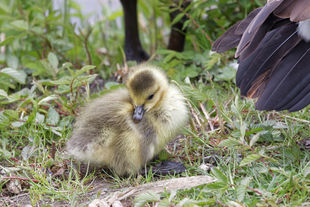 Cute canada goose baby and the mother behindの写真素材