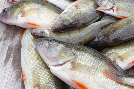 Closeup of newly catched european bass fish laying on a bridge (latin: perca)の写真素材