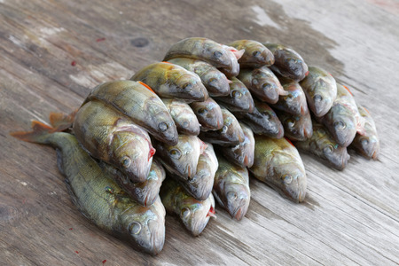 Large group of newly catched european bass fish laying on a bridge (latin: perca)の写真素材