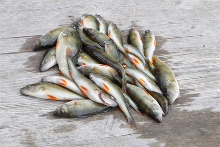 Large group of newly catched european bass fish laying on a bridge (latin: perca)の写真素材